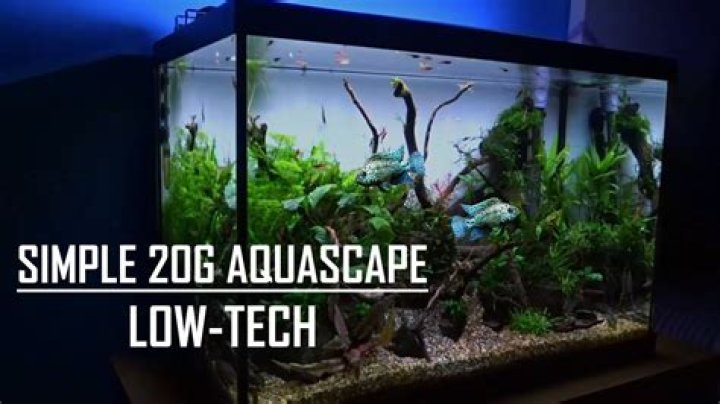 Quick Answer: How Long Is A 20 Gallon Fish Tank