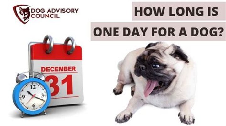 Quick Answer: How Long Is One Day For A Dog