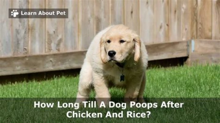 Quick Answer: How Long Till A Dog Poops After Chicken And Rice