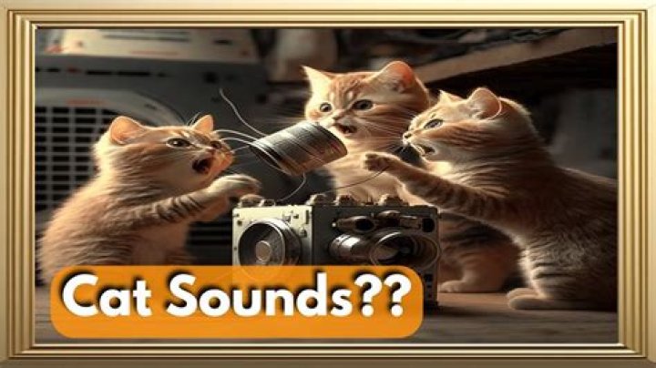Quick Answer: How Many Sounds Can Cats And Dogs Make