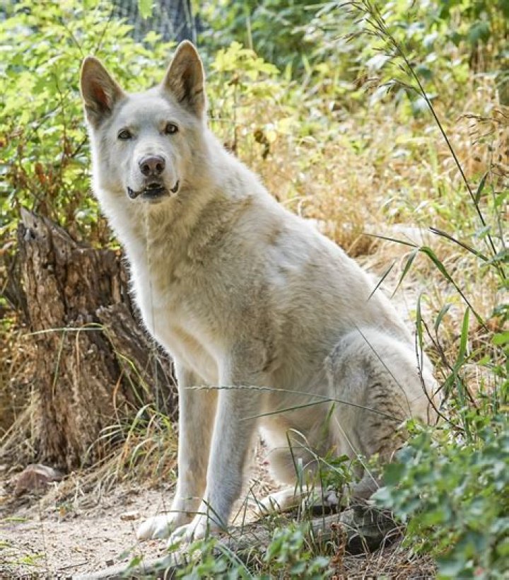 Quick Answer: How Much Do Wolf Dog Hybrids Cost