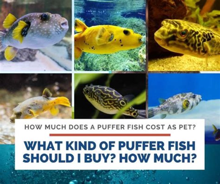Quick Answer: How Much Does A Live Puffer Fish Cost