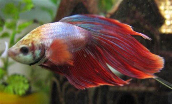 Quick Answer: How Much Does A Siamese Fighting Fish Weigh