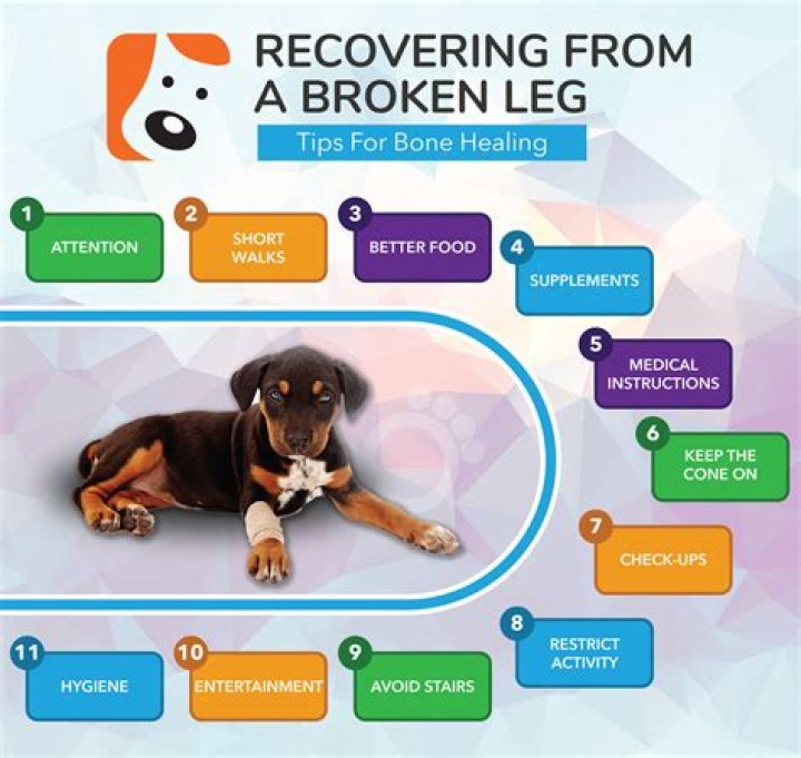 Quick Answer: How Much Does Surgery Cost For A Dog’s Broken Leg