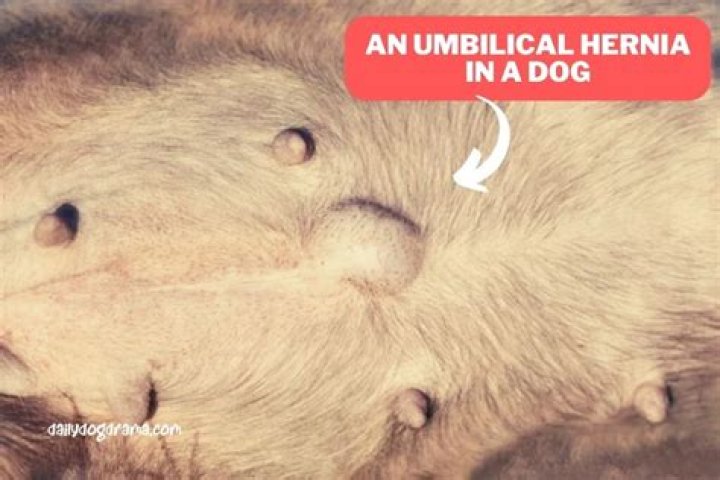 Quick Answer: How Much Does Umbilical Hernia Surgery Cost For A Dog