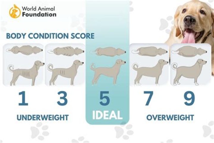 Quick Answer: How Much Food Black Lab Grown Dog Eat