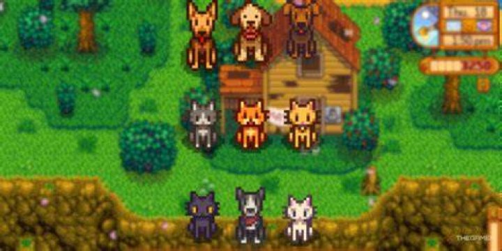 Quick Answer: How To Get The Dog Or Cat In Stardew