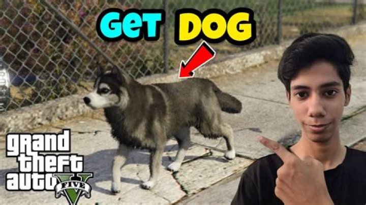 Quick Answer: How To Train My Dog In Gta 5