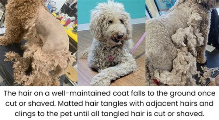 Quick Answer: Is A Matted Dog Abuse