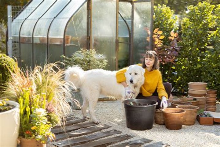 Quick Answer: Is Chicken Feed Poisonous To Dogs
