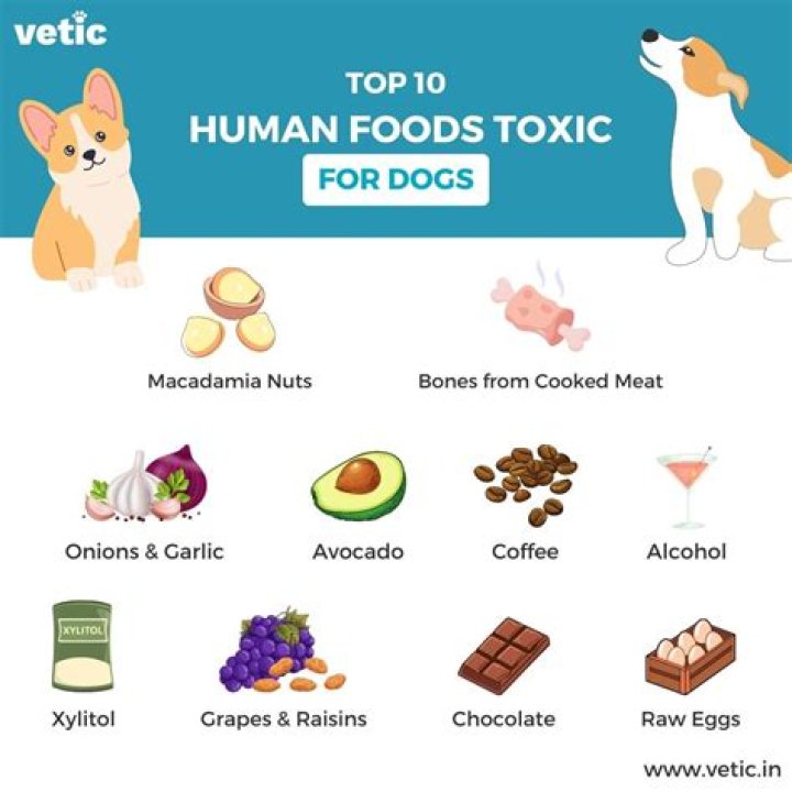 Quick Answer: Is Coconut Toxic To Dogs