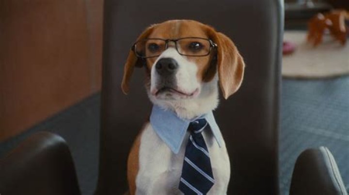 Quick Answer: Is Lou In Cats And Dogs 2
