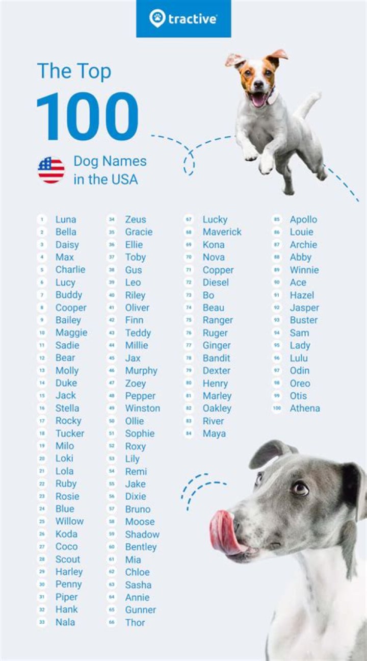 Quick Answer: Is Moose A Good Dog Name