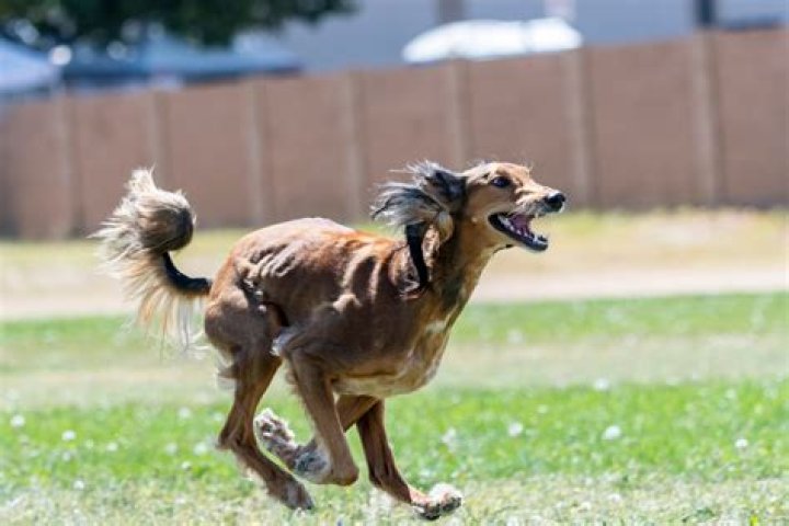 Quick Answer: Is Preen Safe For Dogs