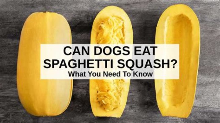 Quick Answer: Is Spaghetti Squash Good For Dogs