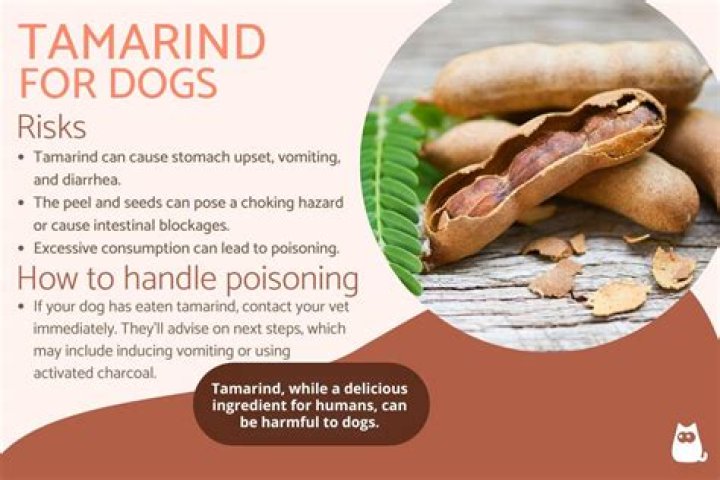 Quick Answer: Is Tamarind Safe For Dogs