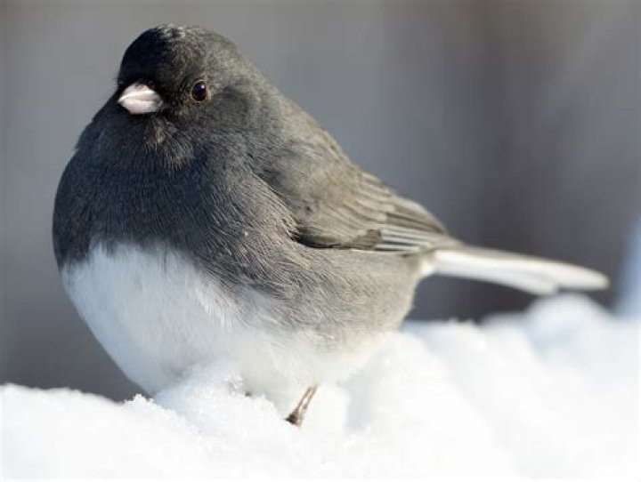 Quick Answer: What Does A Snow Bird Look Like