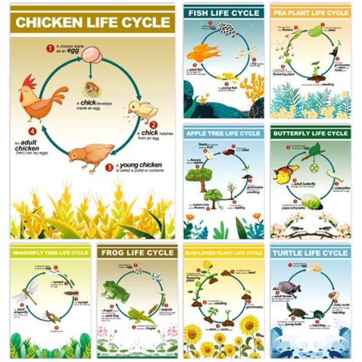 Quick Answer: What Is Life Cycle Definition For Kids