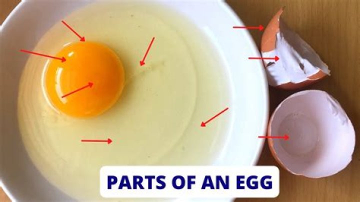 Quick Answer: What Is The Yellow Part Of An Egg