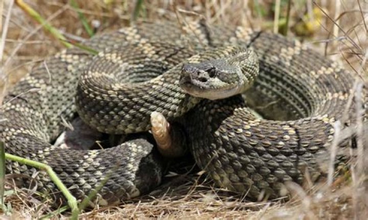 Quick Answer: What Kind Of Rattlesnakes Are In Oregon