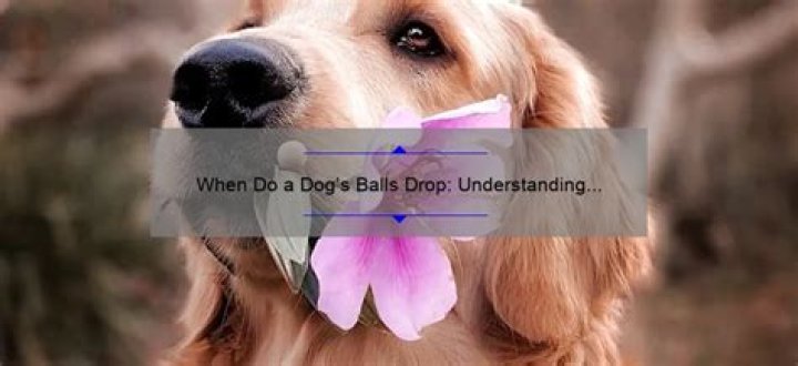 Quick Answer: When Do Male Dogs Balls Drop