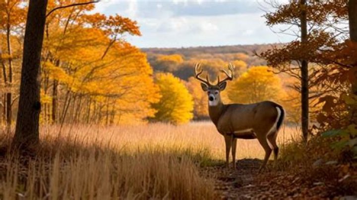 Quick Answer: When Is Deer Hunting Season In Nj
