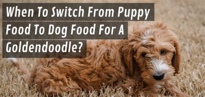 Quick Answer: When To Switch From Puppy Food To Dog Food Goldendoodle