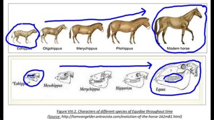 Quick Answer: Where Did Low Riding Originate