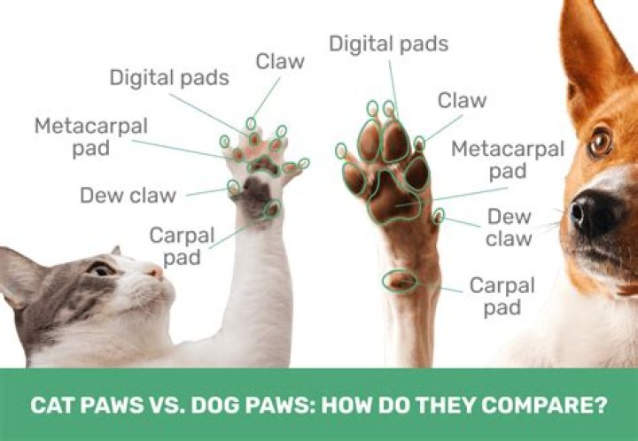Quick Answer: Why Are Dog And Cat Paws Adapted For