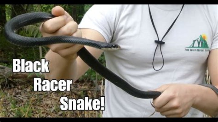 Quick Answer: Will A Black Racer Snake Bite My Dog