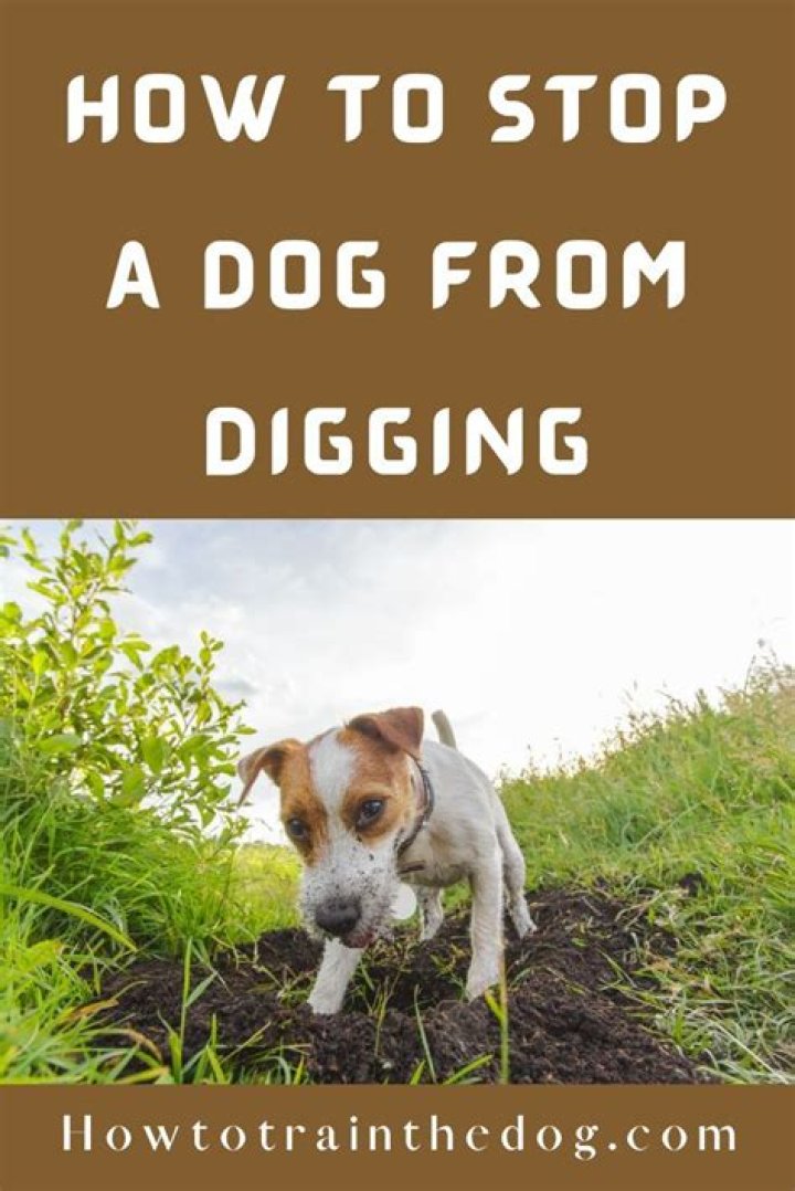 Quick Answer: Will Black Pepper Stop A Dog From Digging