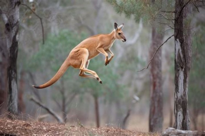What Animal Jumps The Farest A Dog Or A Cat