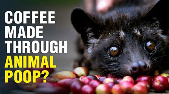 What coffee is made from animal poop?