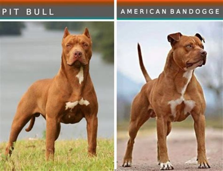 What Dog Looks Like A Mini Pitbull
