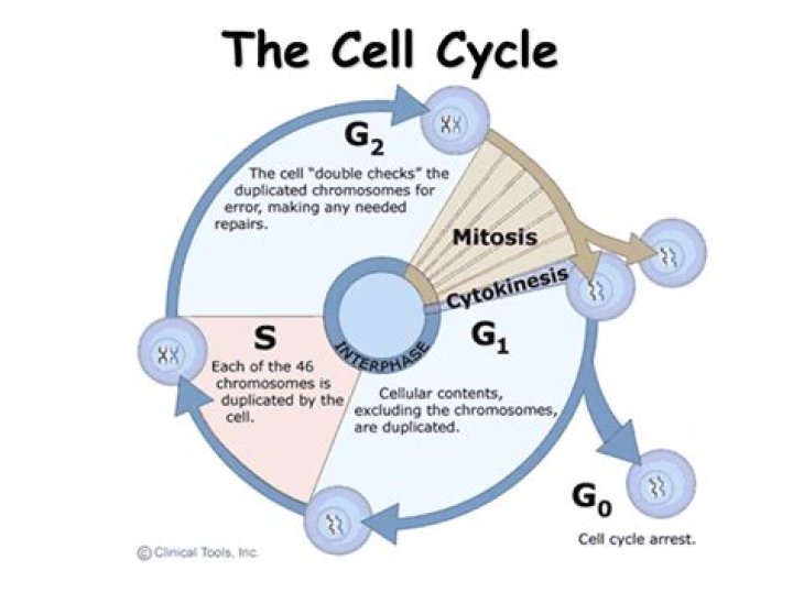 What Is The End Result Of The Eukaryotic Cell Cycle
