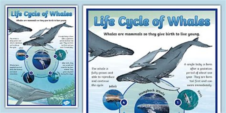 What Is The Life Cycle Of A Blue Whale