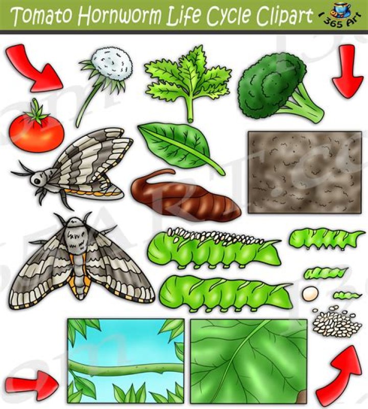 What Is The Life Cycle Of A Tomato Hornworm