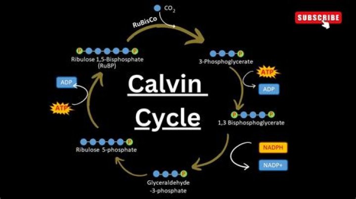 What Is The Main Purpose Of The Calvin Cycle
