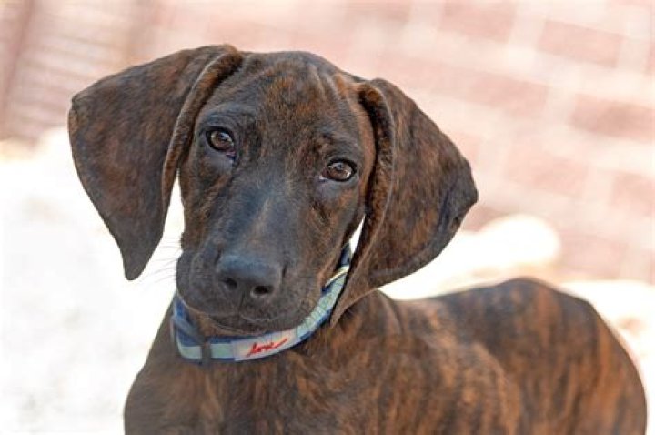 What Is The State Dog Of North Carolina