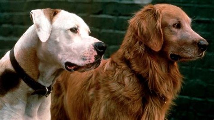 What Kind Of Dog Was Chance From Homeward Bound