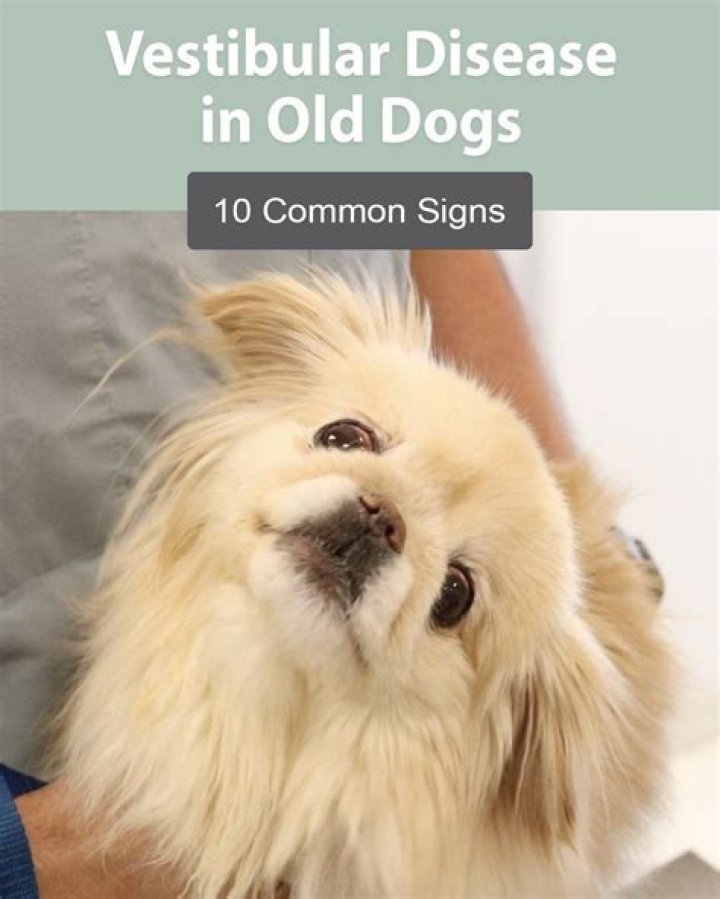 What Medications Cause Vestibular Disease In Dogs