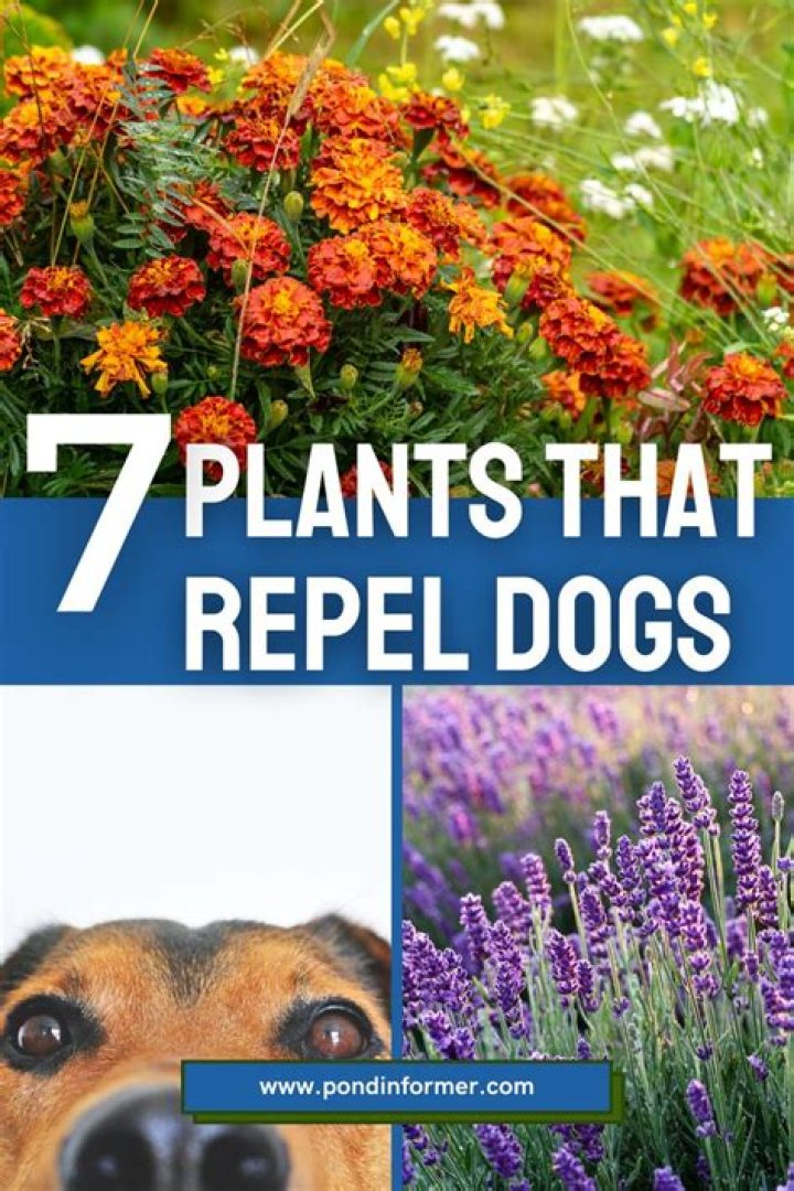 What Plants Dogs Don’t Like