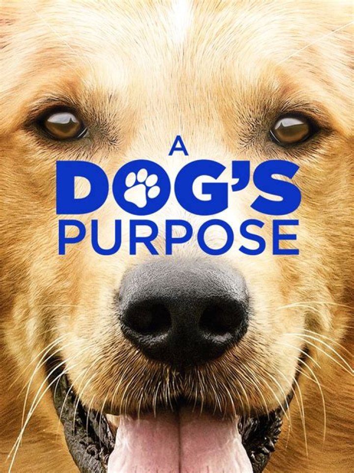 What Town Did A Dog’s Purpose Take Place