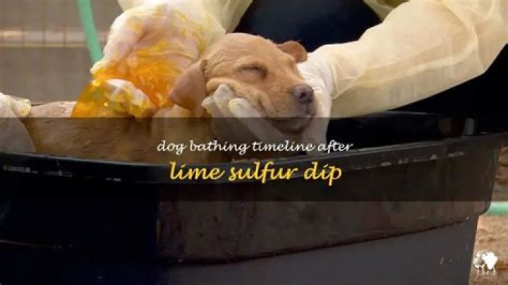 When Can I Bathe My Dog After Lime Sulfur Dip