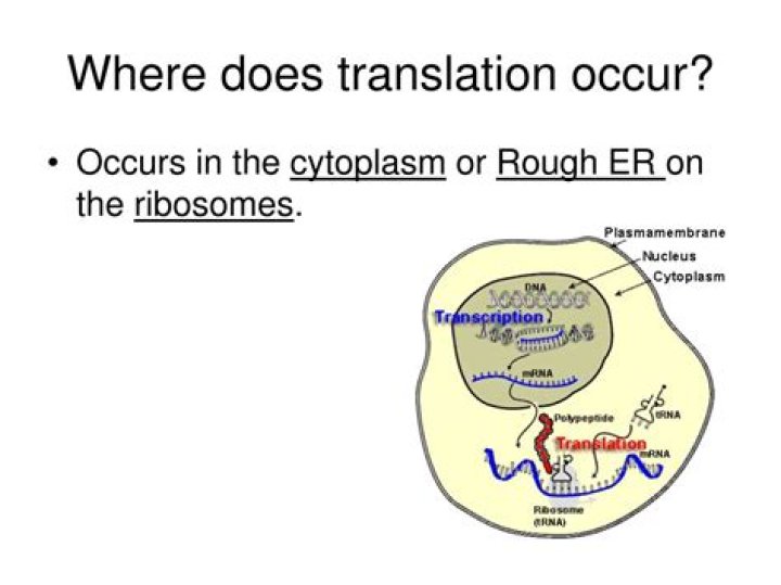 Where Does Translation Occur