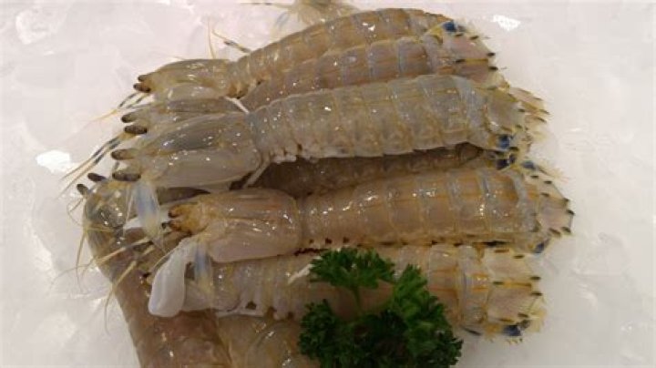 Where To Buy Mantis Shrimp