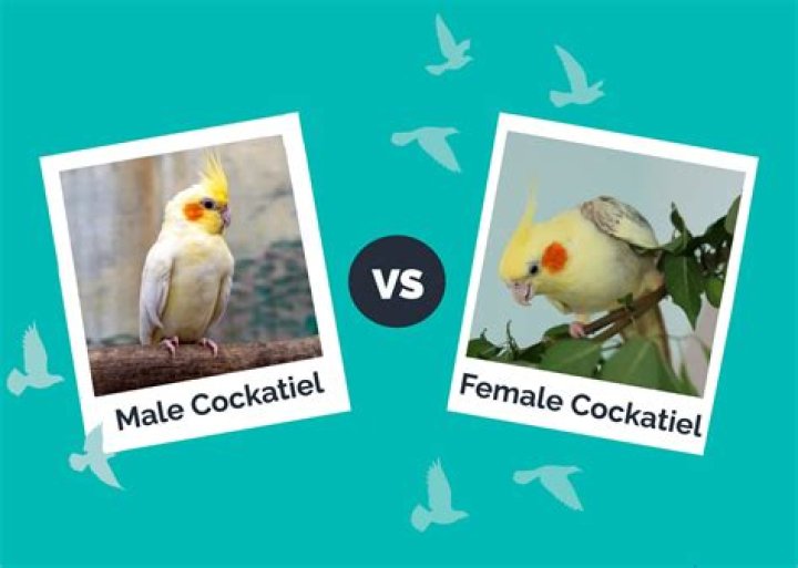 Which is better a male or female cockatiel?