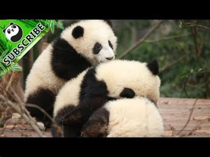 Why Do Pandas Roll