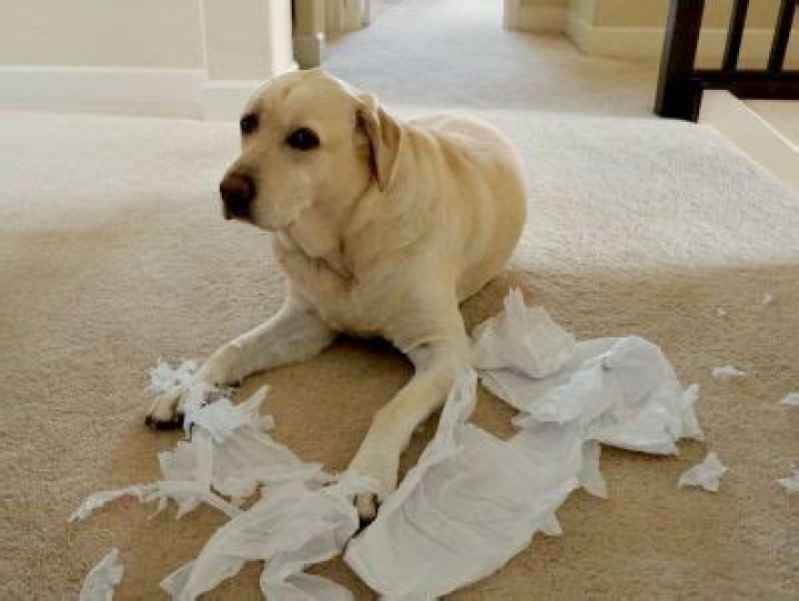 Why Does My Dog Keep Eating My Pads