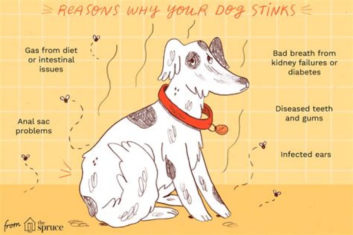 Why Does My Dog Smell Like Onions